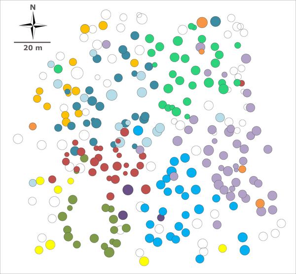The map shows the spatial distribution of "tree families" in a beech forest from a bird's eye view. Each circle represents a tree. Color and circumference symbolize family membership and tree size.