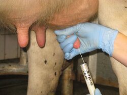 Korrekte Milchprobenahme Less antibiotics - higher mastitis risk?