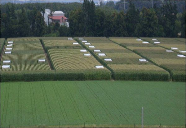 Das Bild zeigt ein Maisfeld mit Flugkäfigen für Bienen