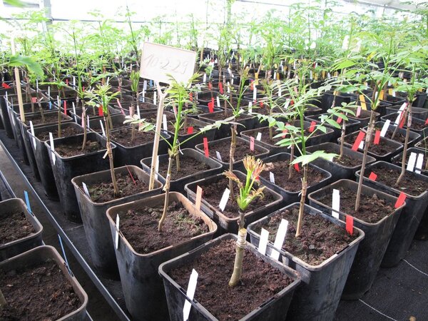 Klicken für eine Vergrösserung Auf dem Bild sind viele eckige Pflanztöpfe dicht aneinander auf Tischen im Gewächshaus zu sehen. In diesen Pflanztöpfen sind junge, gepfropfte Pflanzen, die teilweise schon einen hellgrünen Austrieb zeigen. Bildbeschreibung Ende.