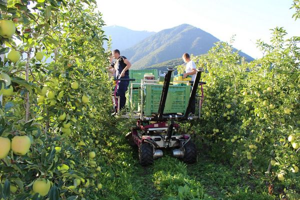 Apfelplücker stehen auf einem Erntewagen zwischen den Apfelbaumreihen und pflücken die reifen Äpfel.