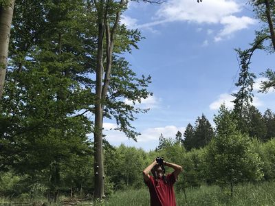 Eine Person steht im Wald und schaut mit dem Fernglas in die Baumkronen.