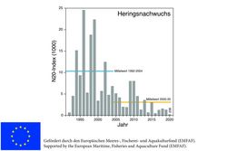 Herring recruitment