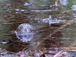 Viel Wasser für den Wald. Rain in July balances water levels in the forest