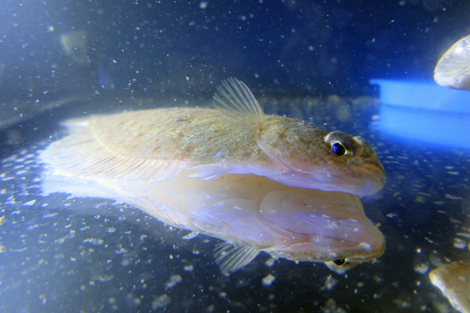 Plattfisch im Aquarium