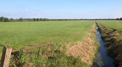 Entwässertes Moor in landwirtschaftlicher Nutzung und Entwässerungsgraben, blauer Himmel, Baumreihen im Hintergrund