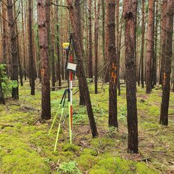 Forest condition: remote sensing and ground truthing