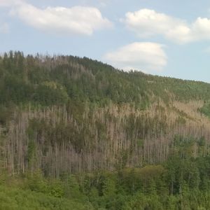 Fichtenhang mit Borkenkäferbefall im Harz