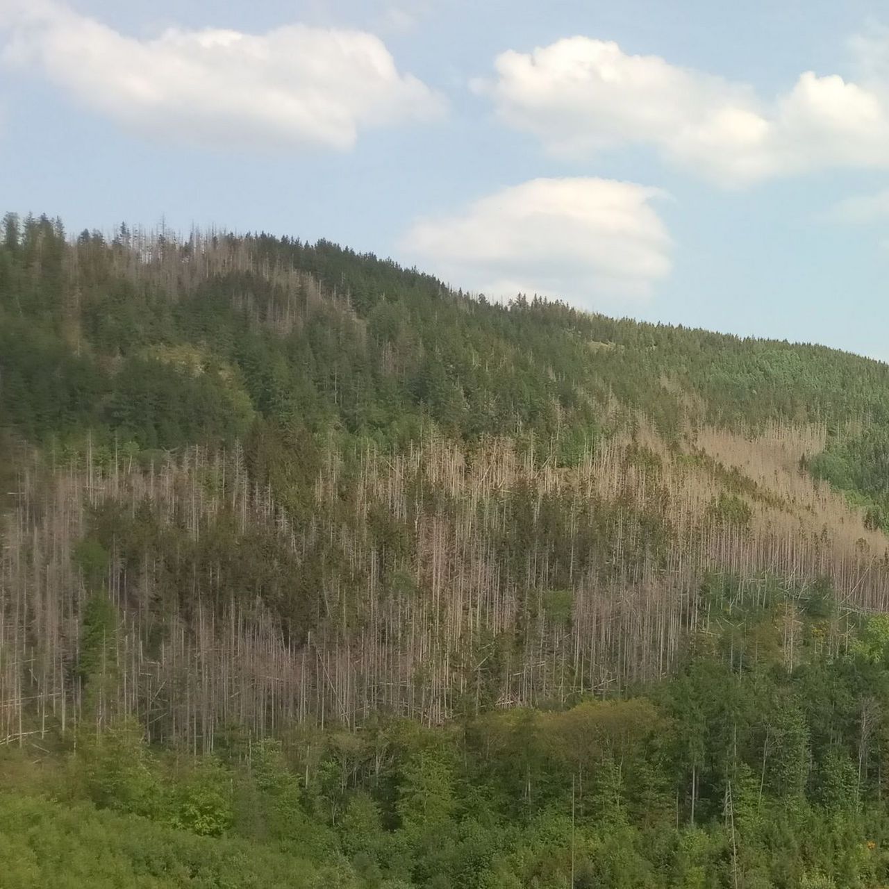 Spruce slope with bark beetle infestation in the Harz
