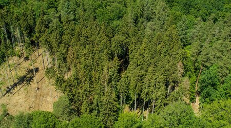 View of various conifers with disturbed area in the foreground. Drone shot of a forest from above with a bare area in the forest.