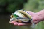 Various rubbery fishing lures that look like fish lie on the palm of one hand.