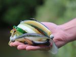 Auf einer Handfläche liegen verschiedene gummiartige, wie Fische aussehende Angelköder.