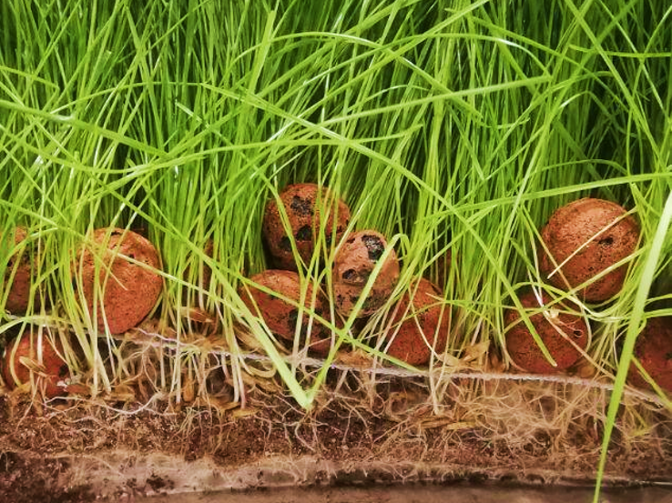 Labelled roots growing in the soil during pre-incubation