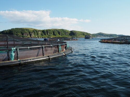 Lachszucht Netzkäfige für die Lachszucht schwimmen im Wasser