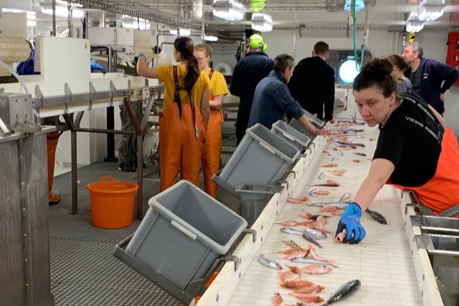 Aufarbeitung des Fanges am Fließband des Verarbeitungsdecks. Mehrere Personen sortieren Fische auf einem Fließband im Unterdeck des Schiffes.