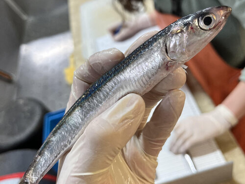 eine Hand hält eine Sardelle