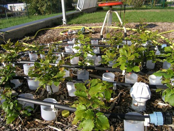 Klicken für eine Vergrösserung System for drip irrigation of the lysimeters