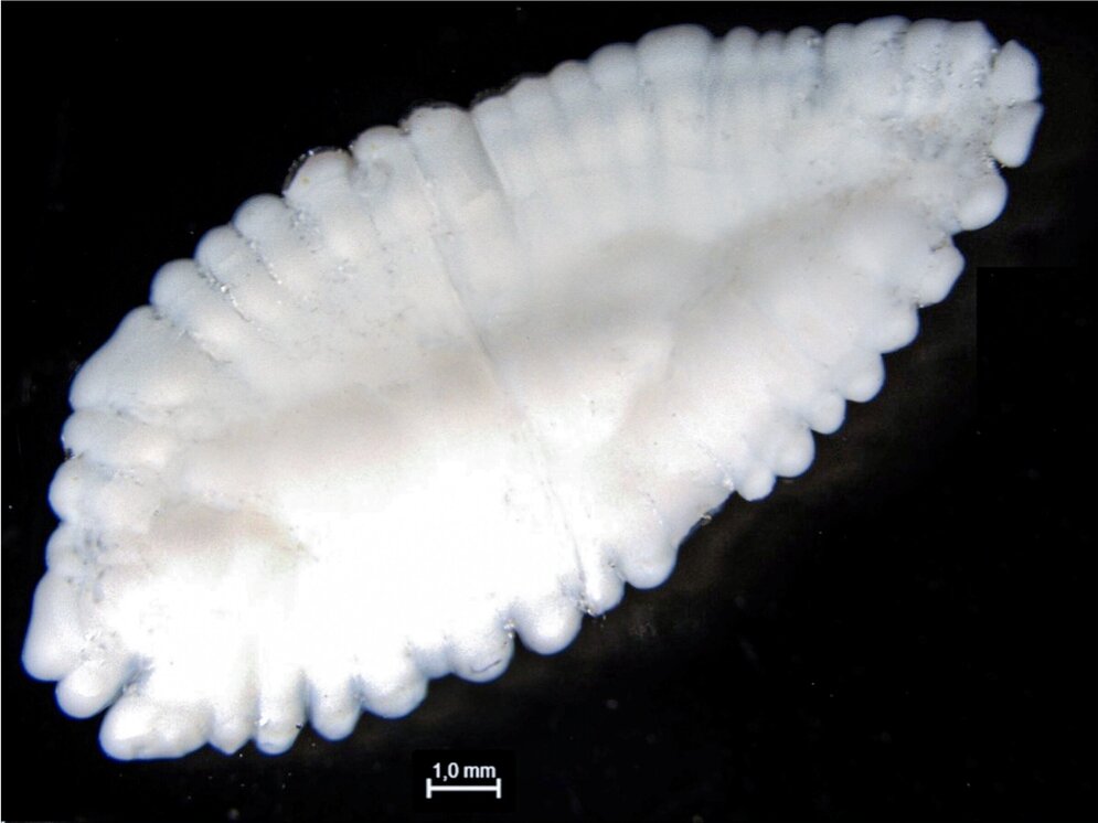 Kabeljau Otolith