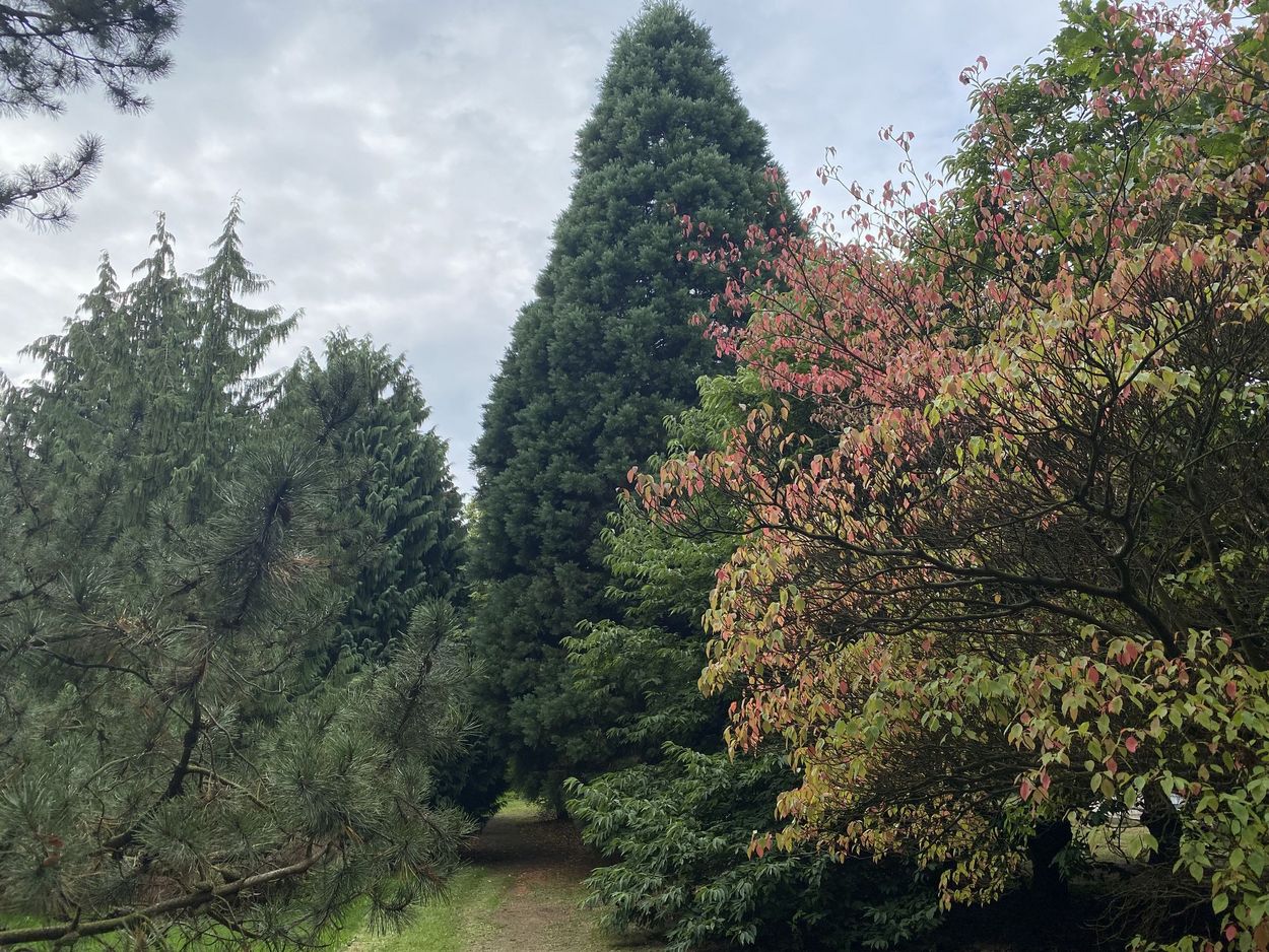 Berg-Mammutbaum und zwei weitere Sträucher im Arboretum des Thünen-Instituts 