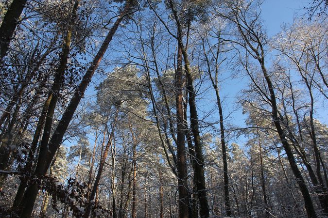 Bestand auf der Versuchsfläche im Winter mit Schnee.