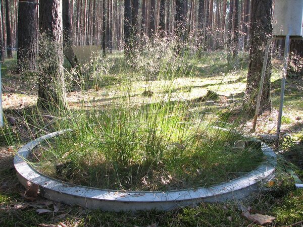 Klicken für eine Vergrösserung Mit Drahtschmiele bewachsenes wägbares Lysimeter