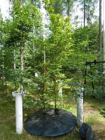 Klicken für eine Vergrösserung Wägbares Lysimeter mit kleinen Buchen und mit Abdeckung für einen Austrocknungsversuch