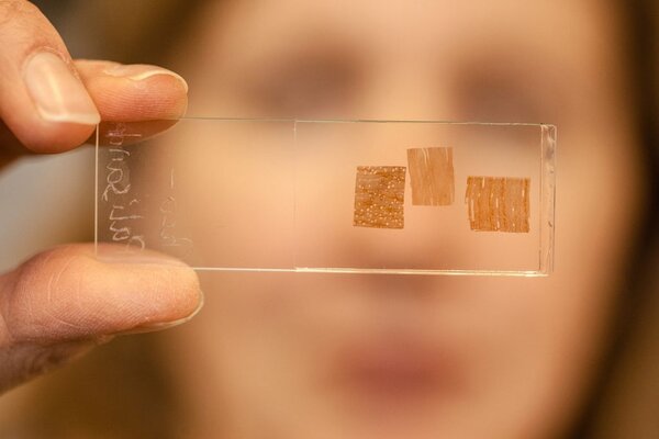 Quer- und Längsschnitt durch eine Probe zur mikroskopischen Bestimmung der Holzart am Thünen-Kompetenzzentrum Holzherkünfte. Eine Mitarbeiterin schaut sich eine Glasplatte mit drei verschiedenen Holzproben an.