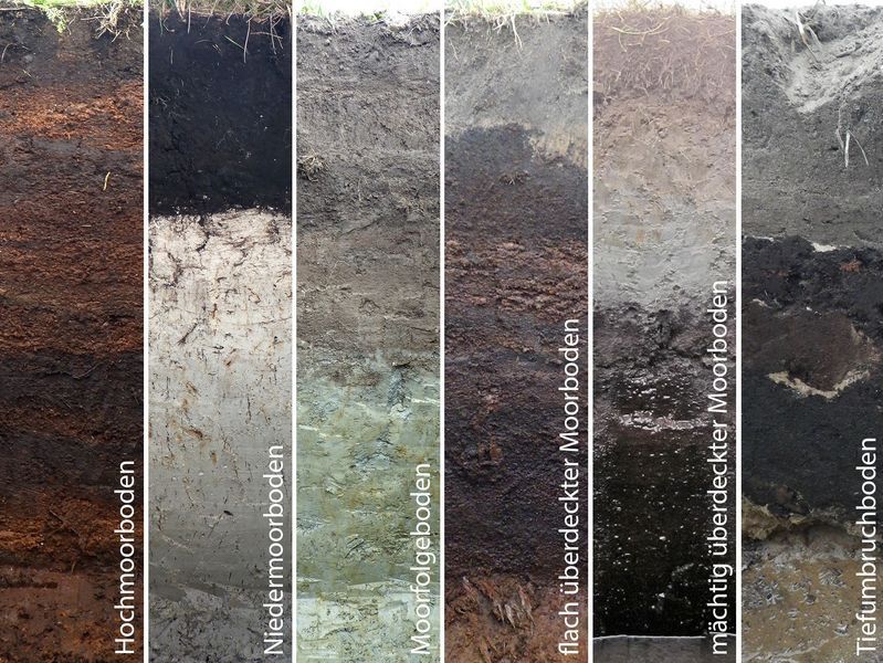 Typical soil profiles of the different peat soils