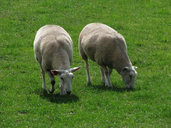 Klicken für eine Vergrösserung