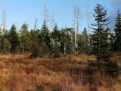 Heidelbeer-Fichtenwald nach Käferbefall Von der Senke zur Quelle