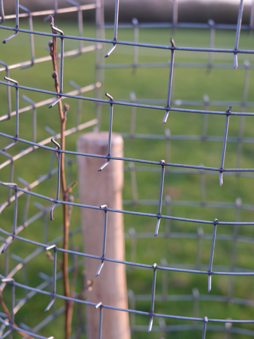 Baumschutzvariante 1 - Cactus Protector®