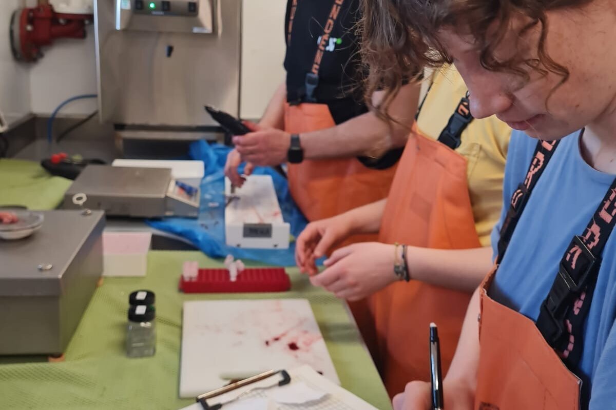Proben zur Feststellung der Fruchtbarkeit werden genommen. Drei Personen begutachten eine Makrele und notieren die Daten.