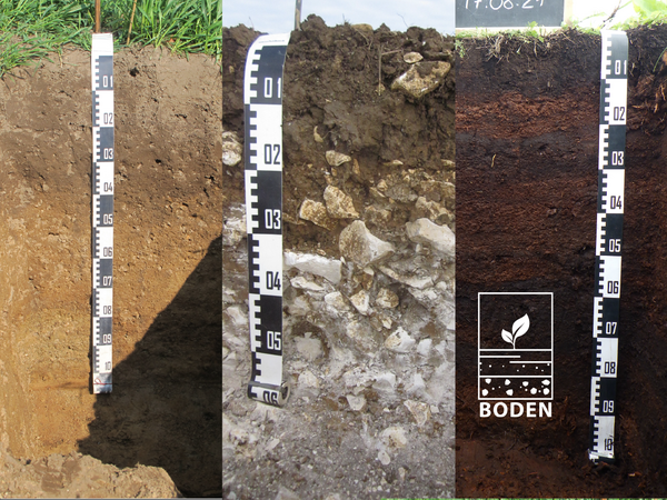 Bodenprofile Drei verschiedenen Bodenprofile nebeneinander.