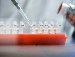 Genetische Untersuchungen im Labor Genetische Holzarten- und Herkunftsbestimmung