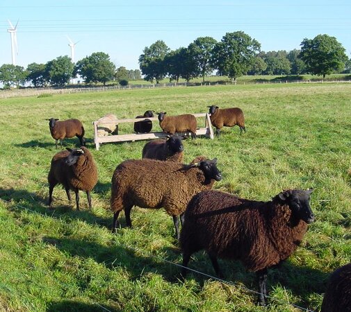 Klicken für eine Vergrösserung