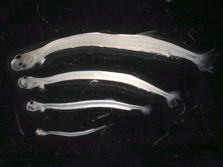 Stark vergrößerte Heringslarven unterschiedlicher Entwicklungsstadien. Vergrößerte Ansicht von vier Heringslarven in unterschiedlichen Entwicklungsstadien.