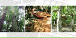 Forest types with different typical ecosystem services (f.l.t.r.): Biodiverse natural forest, timber harvesting and agroforestry system with cocoa trees