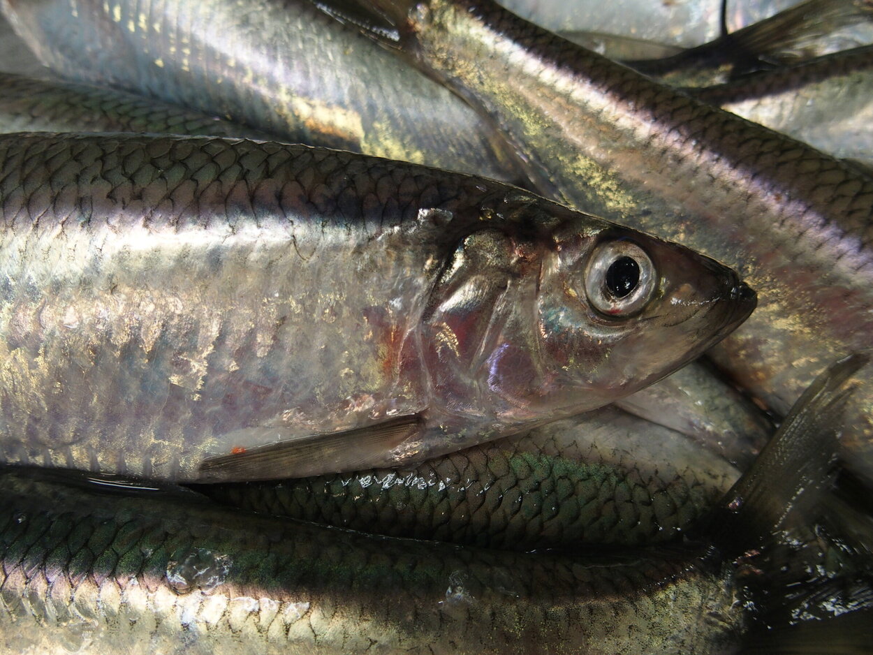 Heringe Eine Nahaufnahme eines Herings, der auf anderen Heringen liegt.