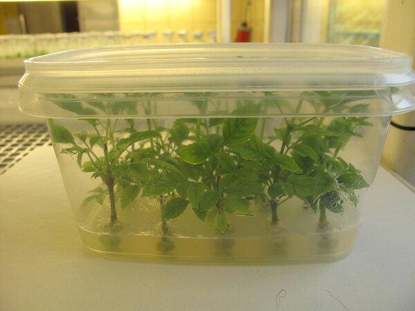 Klicken für eine Vergrösserung Das Bild zeigt eine transparente kleine Plastikkiste mit geschlossenem Deckel, mit dem Blick quer auf der langen Seite so dass man den Inhalt erkennen kann. In dieser Kiste ist am Boden eine Schicht Nährmedium mit in die Mikrostecklinge wurden und aus denen kleinen grünen Blättern gewachsen sind.