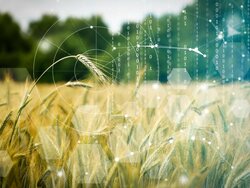 Einkommen aus ökologisch bewirtschafteten Flächen Einkommensentwicklung im Ökolandbau