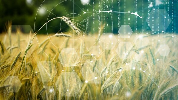 Income from organic grain production. A grain field with many numbers superimposed.