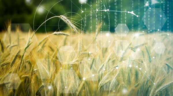 Einkommen aus ökologisch bewirtschafteten Flächen Ein Getreidefeld mit vielen übergeblendeten Zahlen.