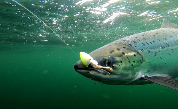 Ein Lachs unter Wasser mit Angelköder im Mund