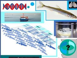 Genetic Methods for Monitoring of fish stocks (GenMemo)