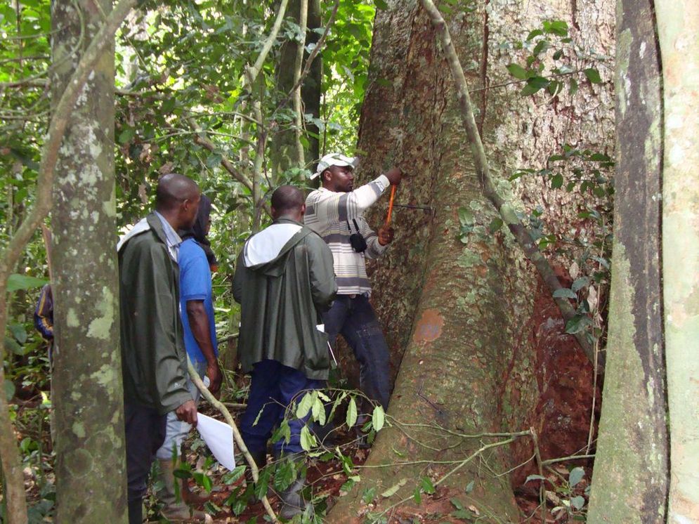 Drei Mitarbeiter stehen an einem Tropenbaum und versuchen eine Probe aus der Rinde zu nehmen.