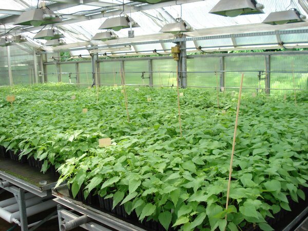 Klicken für eine Vergrösserung