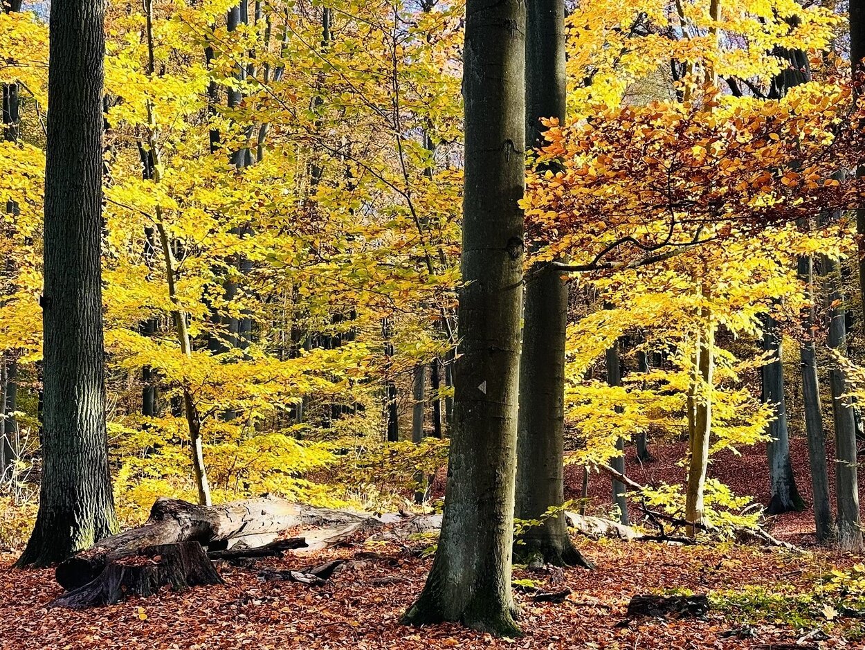 Nachhaltige Bewirtschaftung und Waldumbau sichern die langfristige Kohlenstoffbindung im Wald. Blick in einen Herbstwald mit gelben und braunen Blättern.