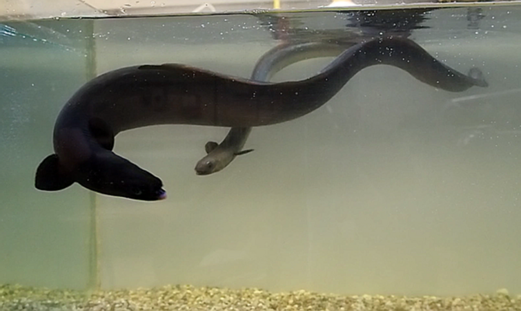 Klicken für eine Vergrösserung