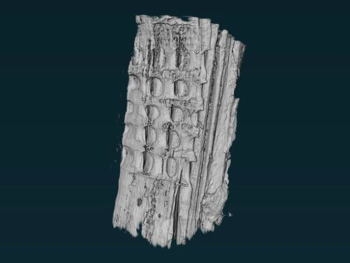 Unter starker Röntgenstrahlung werden winzige Holzstrukturen sichtbar. Das Ergebnisbild aus dem Versuch zeigt eine Kiefernstruktur in grau auf schwarzem Hintergrund.