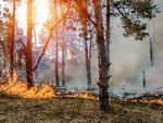 Ein beginnender Waldbrand